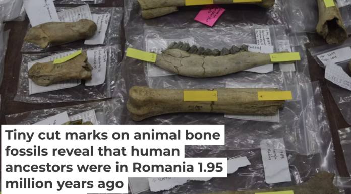 Several fossils with possible cut marks from Grăunceanu, Romania. Briana Pobiner